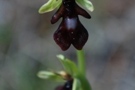 Ophrys insectifera